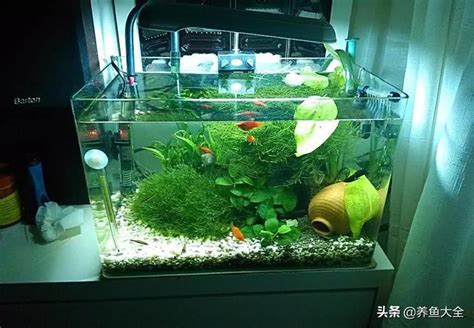 適合戶外養的魚